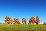 Autumn Tree Line_17850